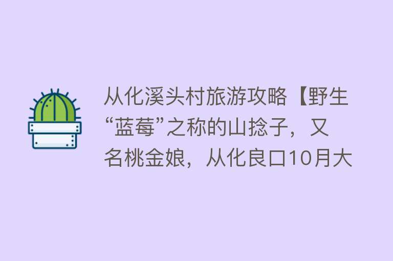 从化溪头村旅游攻略【野生“蓝莓”之称的山捻子，又名桃金娘，从化良口10月大量成熟】