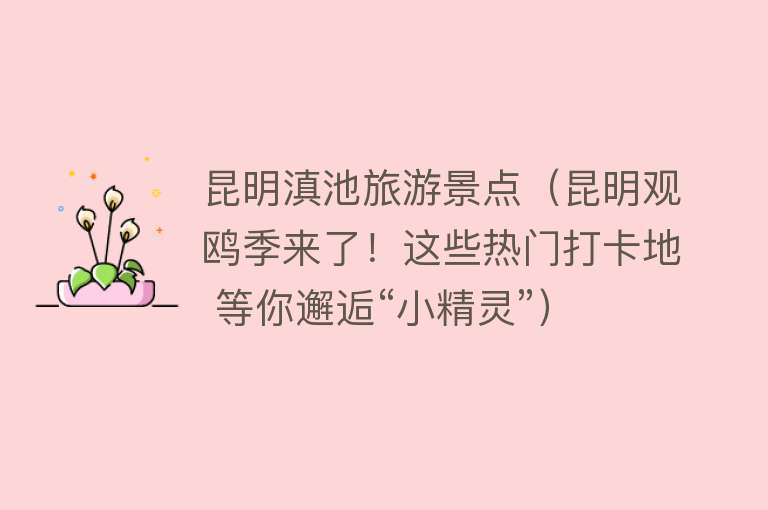 昆明滇池旅游景点（昆明观鸥季来了！这些热门打卡地 等你邂逅“小精灵”）