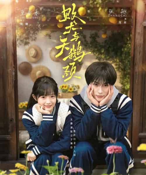 败犬与天鹅颈（71集全）张翅＆至春禾-紫橙网创项目网