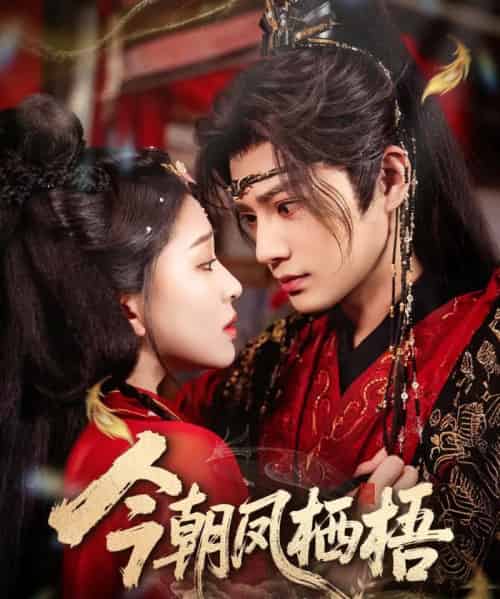 今朝凤栖梧（68集全）柳甯＆韩录锦 - 紫橙阁短剧