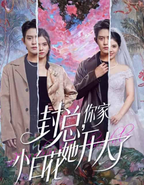 封总，你家小白花她开大了＆大佬你的牙粘口红了（60集全）王朝阳＆邓燕妮-紫橙网创项目网