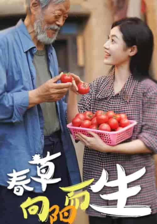 春草向阳而生（53集全） - 紫橙阁短剧