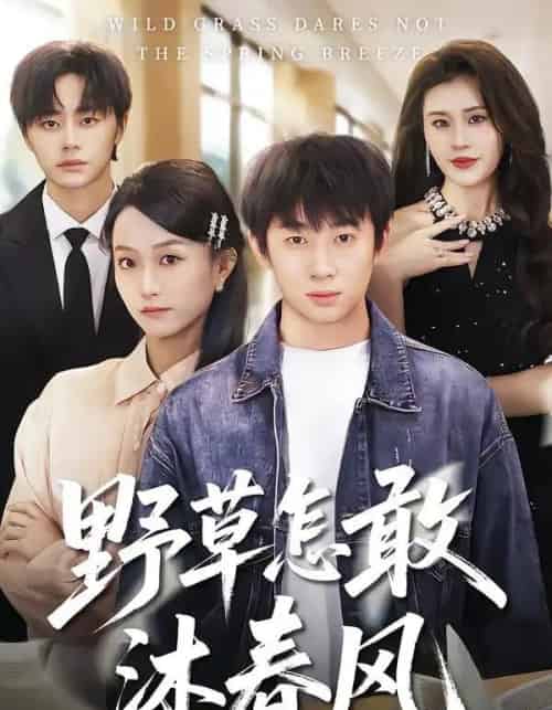 野草怎敢沐春风（61集全）王楚＆周瑾阳-紫橙网创项目网