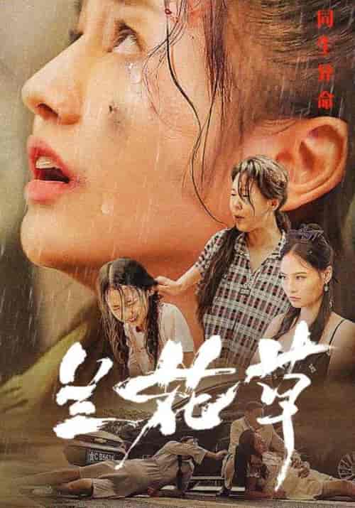 兰花草（45集全）卓远＆黎兰兰 - 紫橙阁短剧