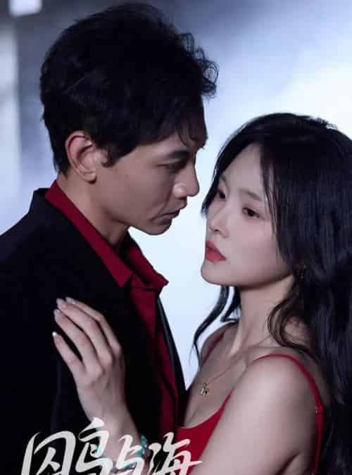 囚鸟与海(51集全)苗雨峤&徐菡琳-紫橙网创项目网