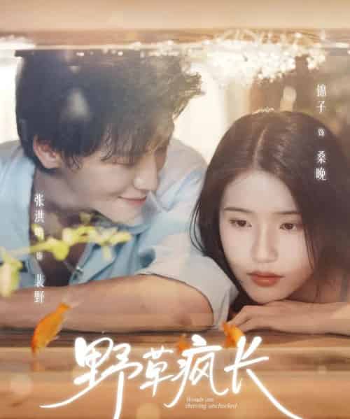 野草疯长（71集全）张洪鸣＆锦子-紫橙网创项目网