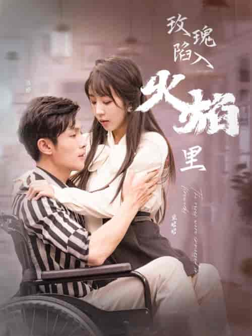 玫瑰陷入火焰里（100集）彭丹丹 - 紫橙阁短剧