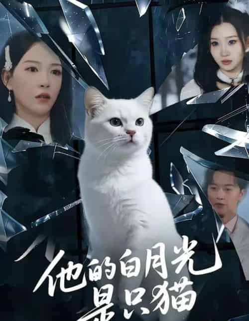 他的白月光是只猫（69集全）陈家豪＆葛晓希-紫橙网创项目网