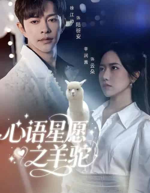 心语星愿之羊驼（60集全）徐江帅＆辛润茜-紫橙网创项目网