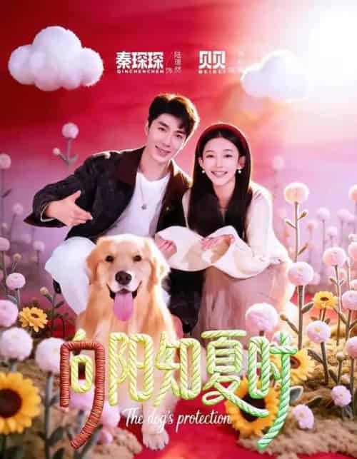 向阳知夏时(80集全)秦琛琛&贝贝-紫橙网创项目网