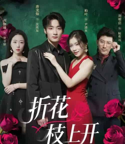折花枝上开（51集全）唐龙灿＆柏叶-紫橙网创项目网