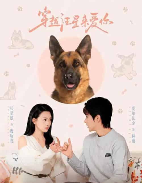 穿越汪星来爱你(62集全)爱尔法金&张星瑶-紫橙网创项目网