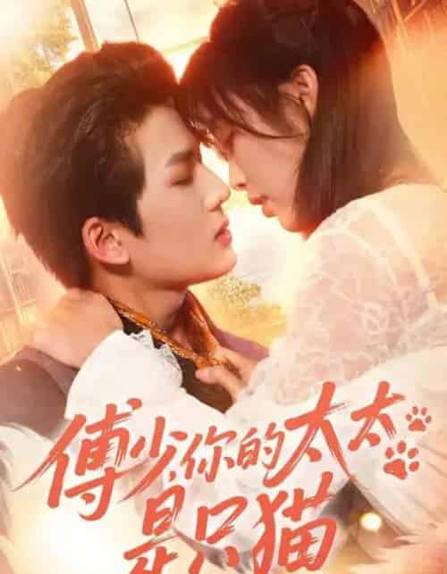 傅少，你的太太是只猫（64集全）赵偲佟＆向明-紫橙网创项目网