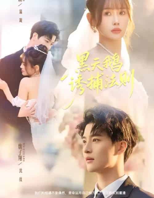 黑天鹅诱捕法则（80集全）魏子翔＆王新颖 - 紫橙阁短剧