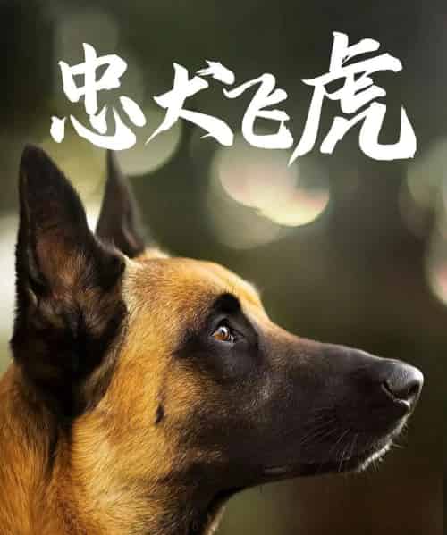 忠犬飞虎（33集全）吴桂洲＆谭镁纶 - 紫橙阁短剧