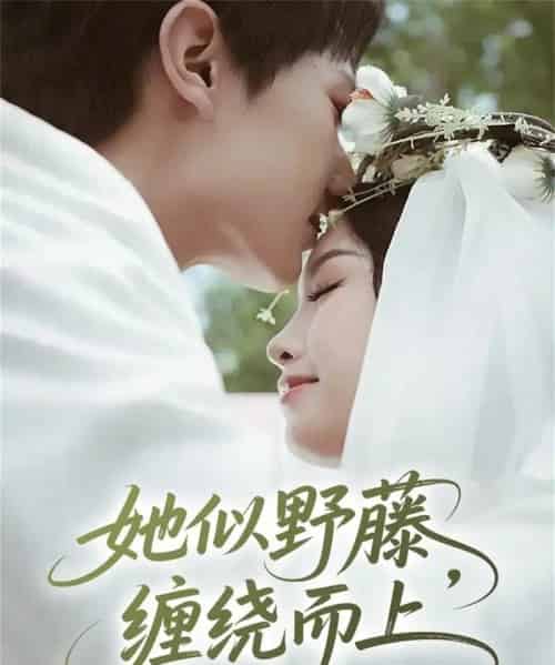 她似野藤，缠绕而上（51集全）万烽＆李文茹-紫橙网创项目网